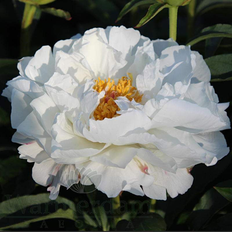 Petite Porcelain | Warmerdam Paeonia